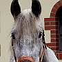 Spanish Norman Horse 1 (7)